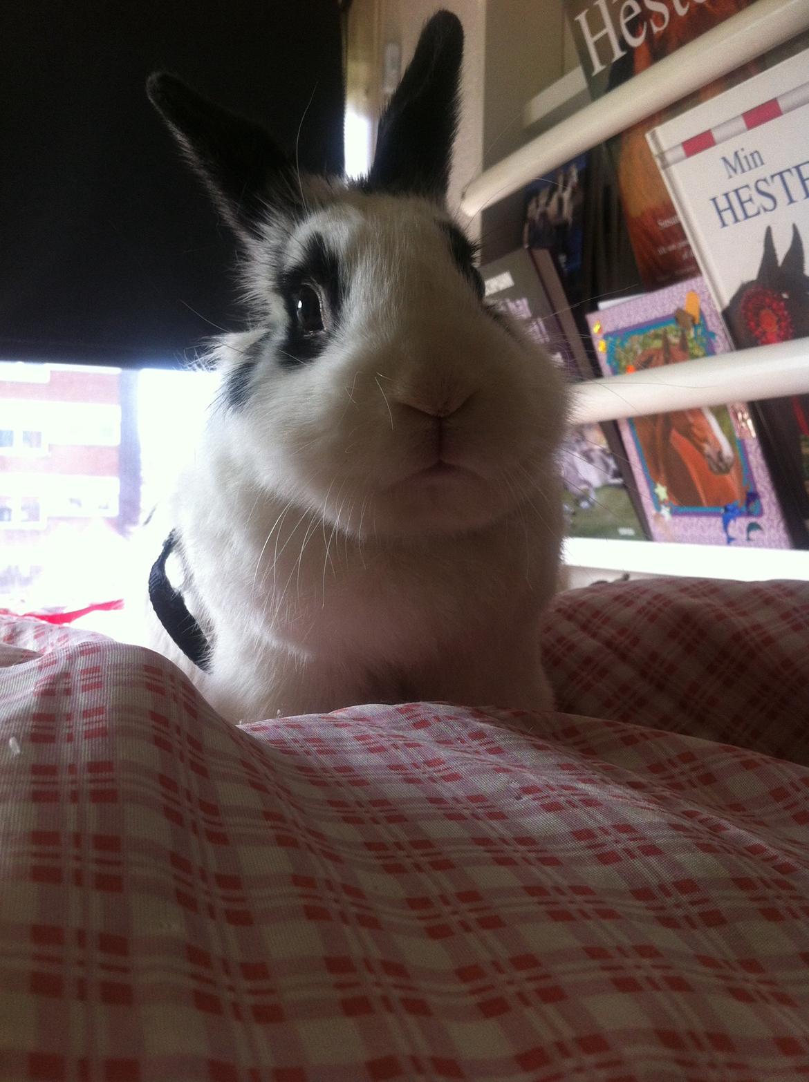 Kanin $ Gumle $  •Babyen• billede 7