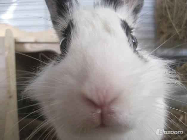 Kanin $ Gumle $  •Babyen• billede 8