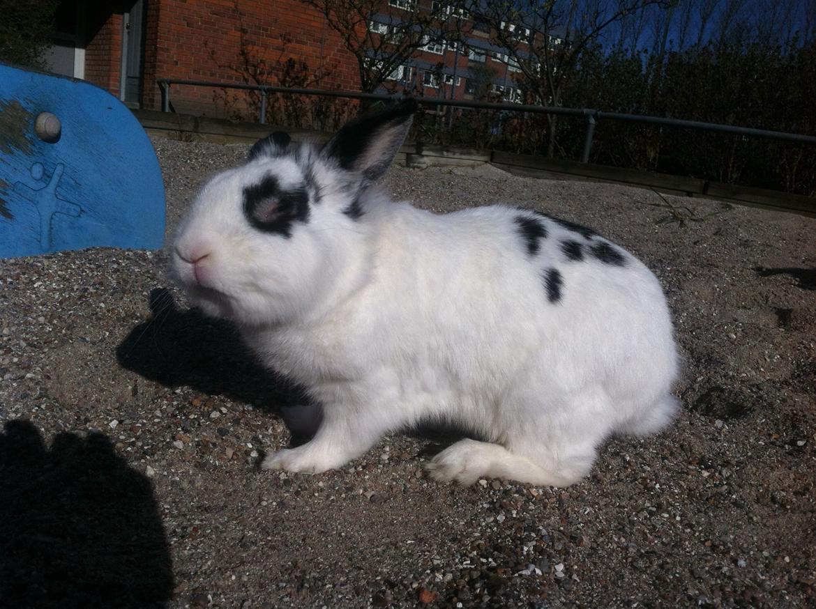 Kanin $ Gumle $  •Babyen• billede 9