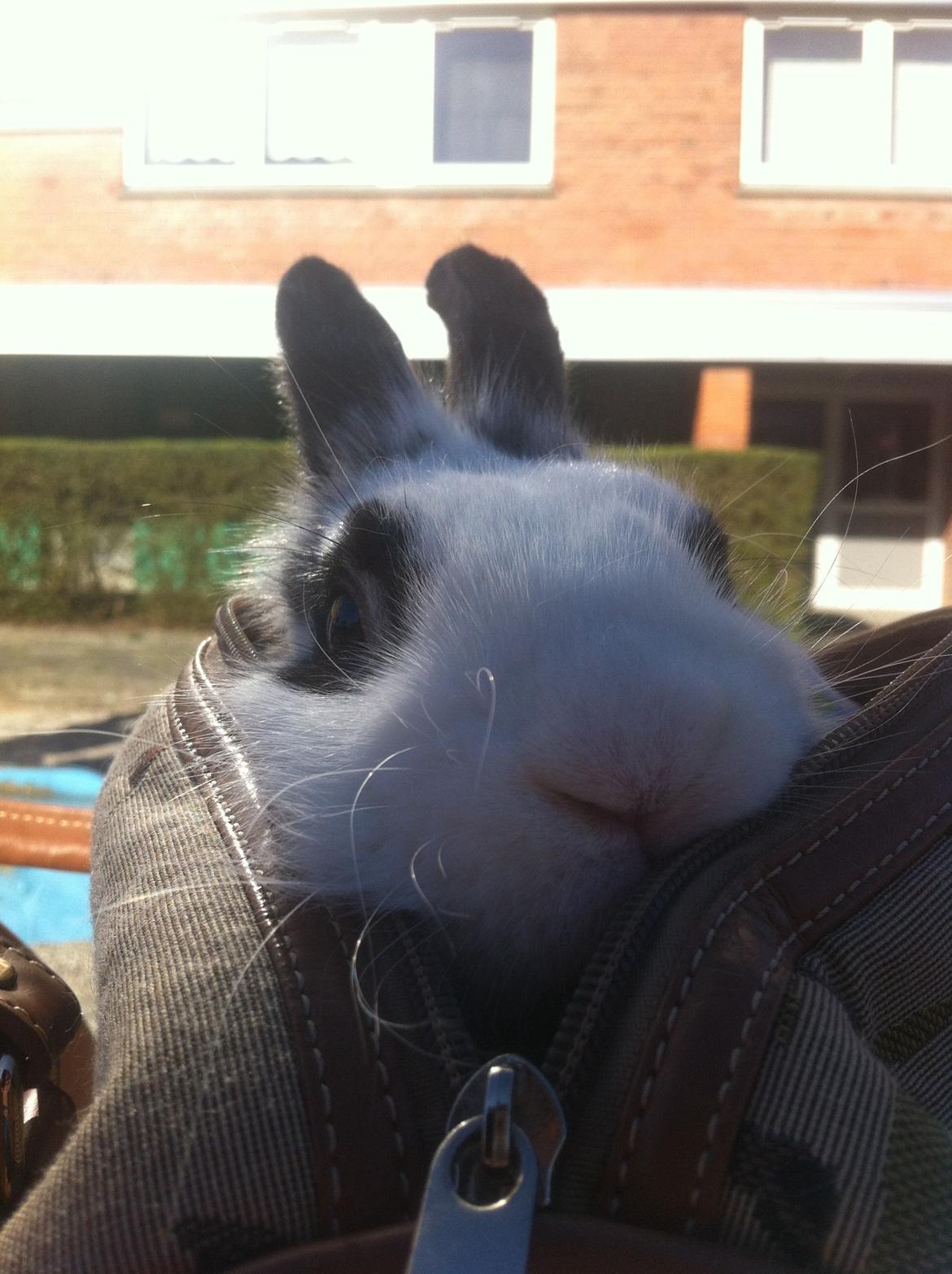 Kanin $ Gumle $  •Babyen• billede 12