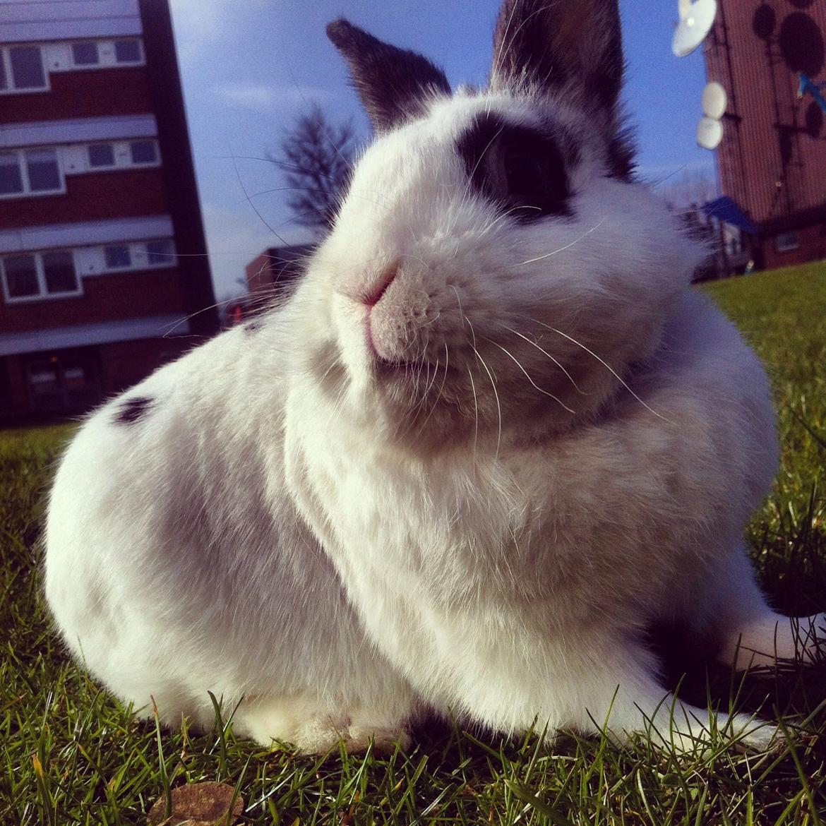 Kanin $ Gumle $  •Babyen• billede 13