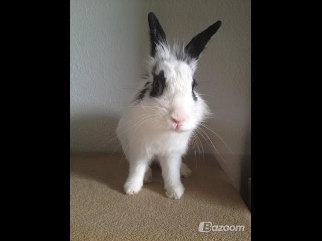 Kanin $ Gumle $  •Babyen• billede 14