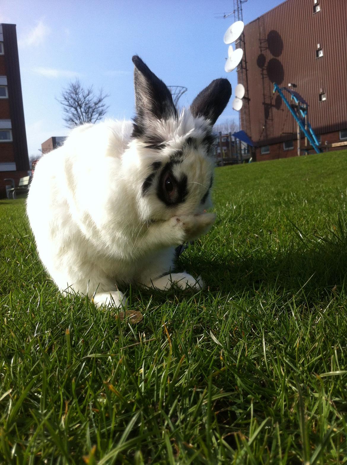 Kanin $ Gumle $  •Babyen• billede 15