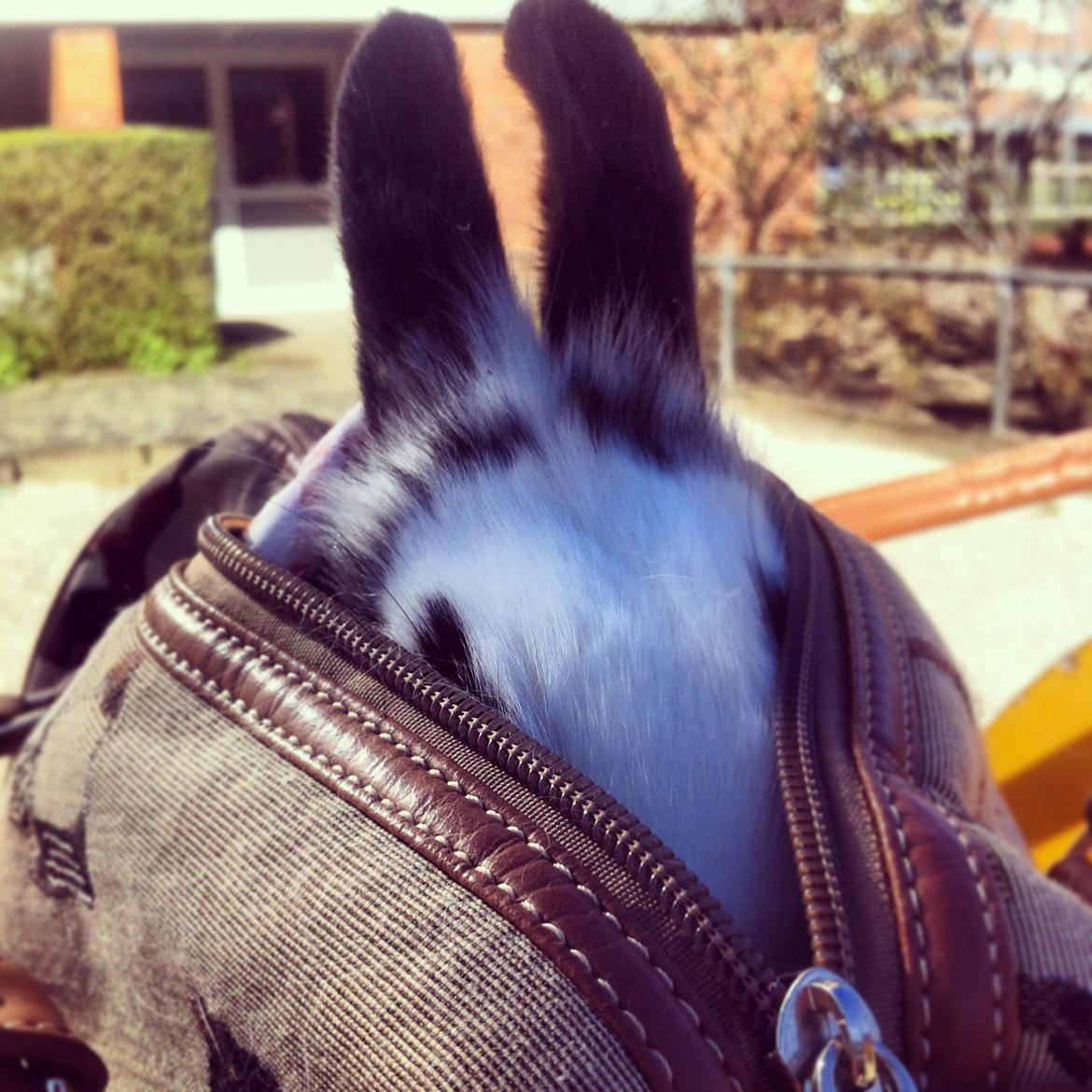 Kanin $ Gumle $  •Babyen• billede 16