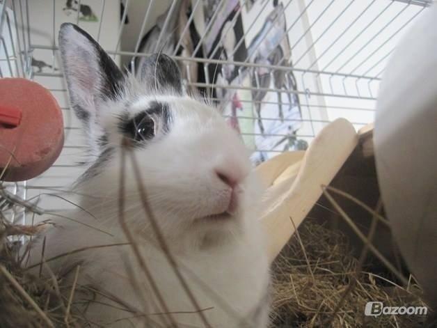 Kanin $ Gumle $  •Babyen• billede 17