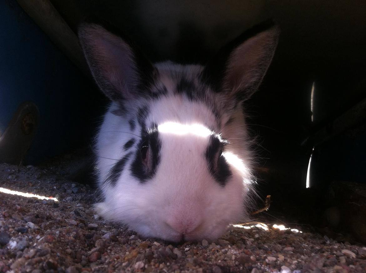 Kanin $ Gumle $  •Babyen• billede 18