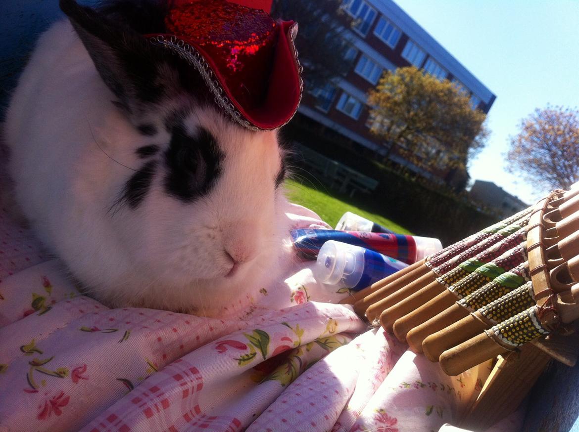 Kanin $ Gumle $  •Babyen• billede 19