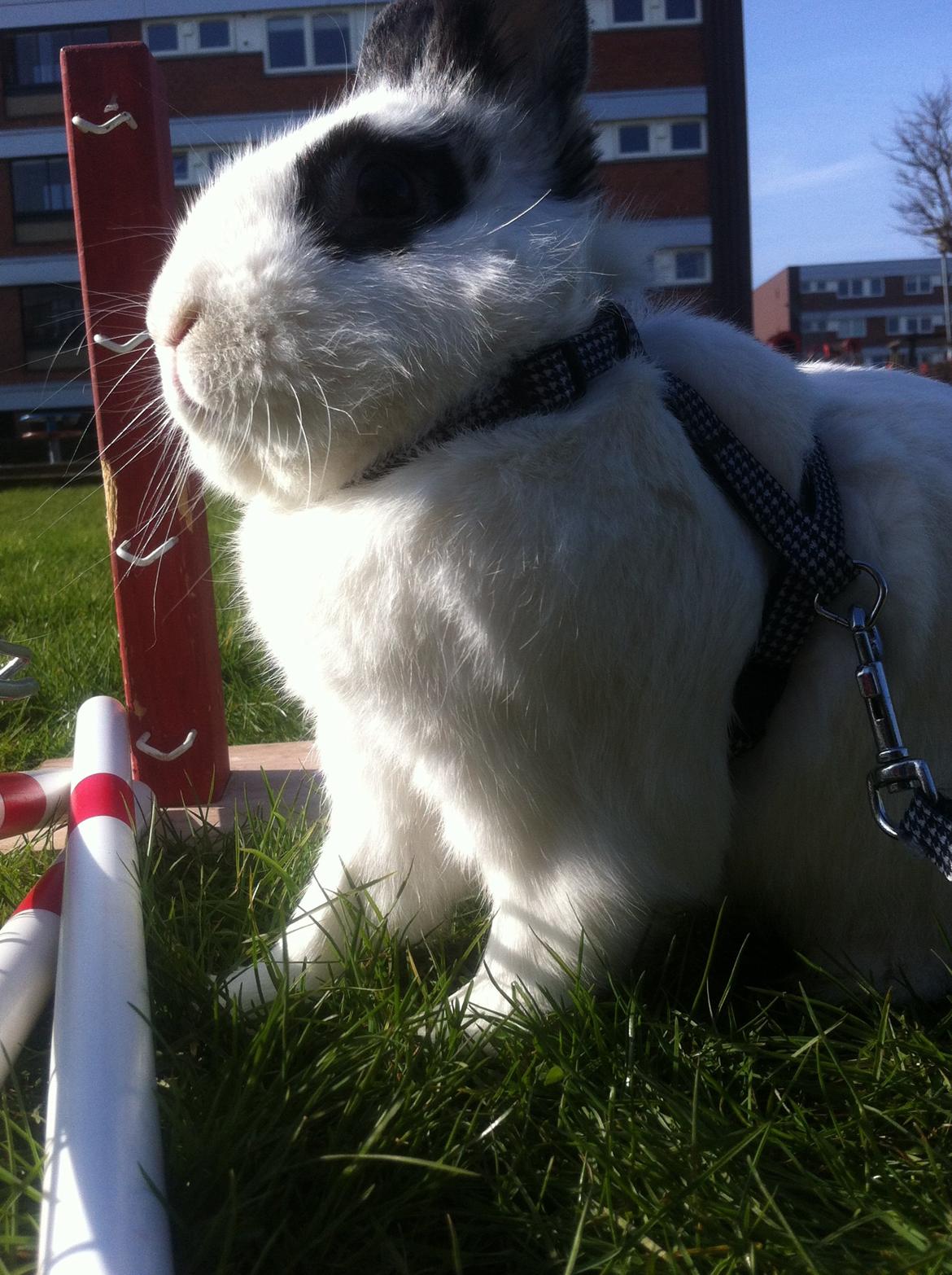 Kanin $ Gumle $  •Babyen• billede 20