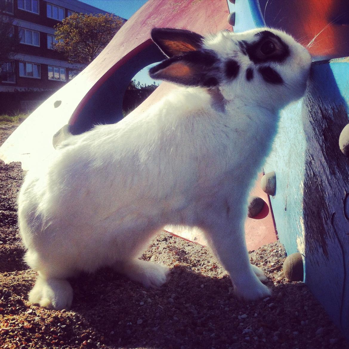 Kanin $ Gumle $  •Babyen• billede 21