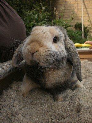 Kanin Tokyo *R.I.P* billede 2