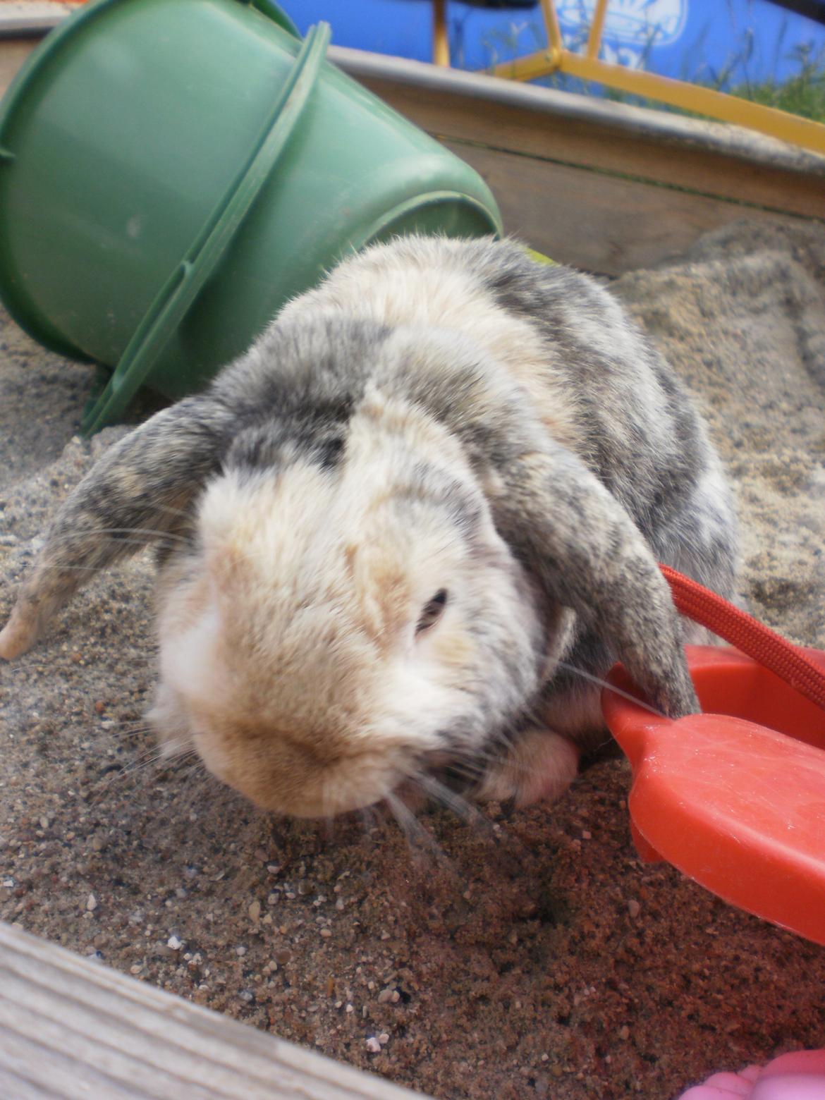 Kanin Tokyo *R.I.P* billede 4