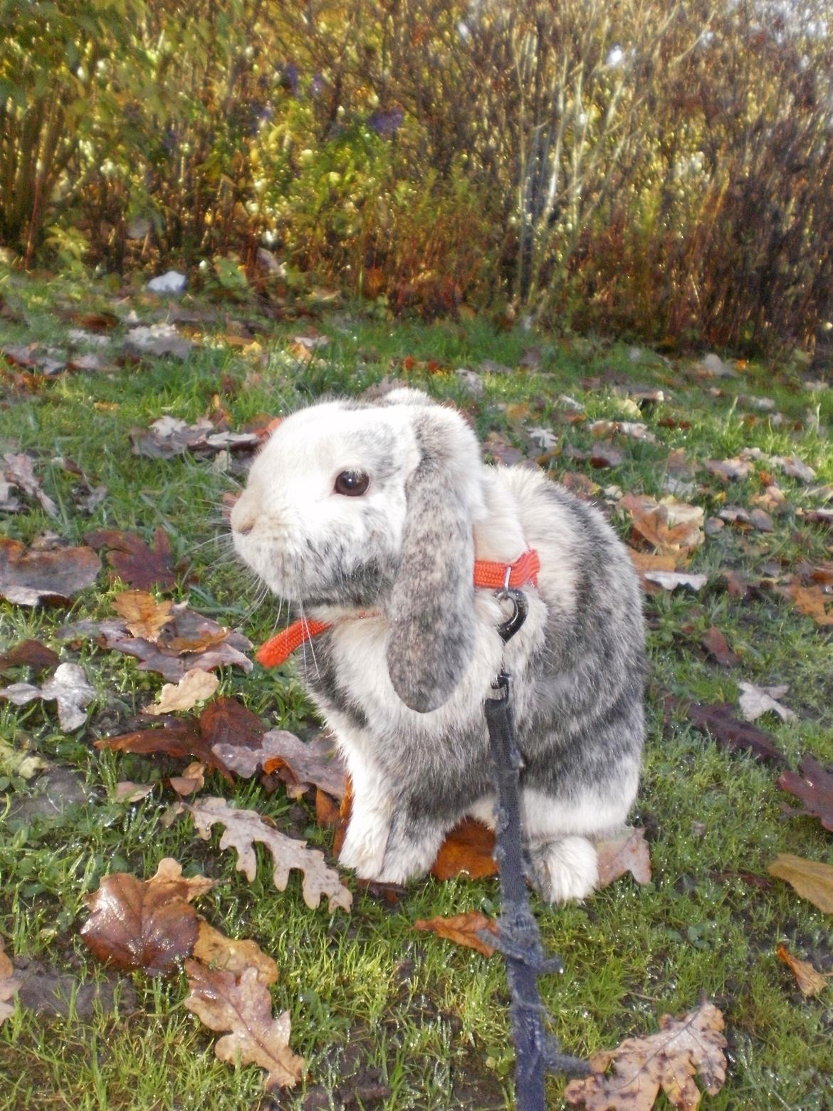 Kanin Tokyo *R.I.P* billede 5