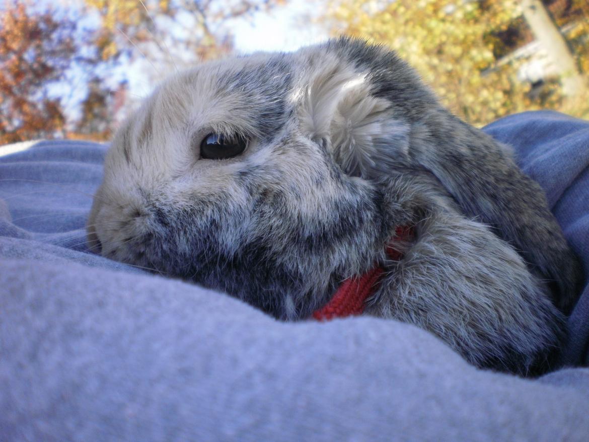 Kanin Tokyo *R.I.P* billede 7