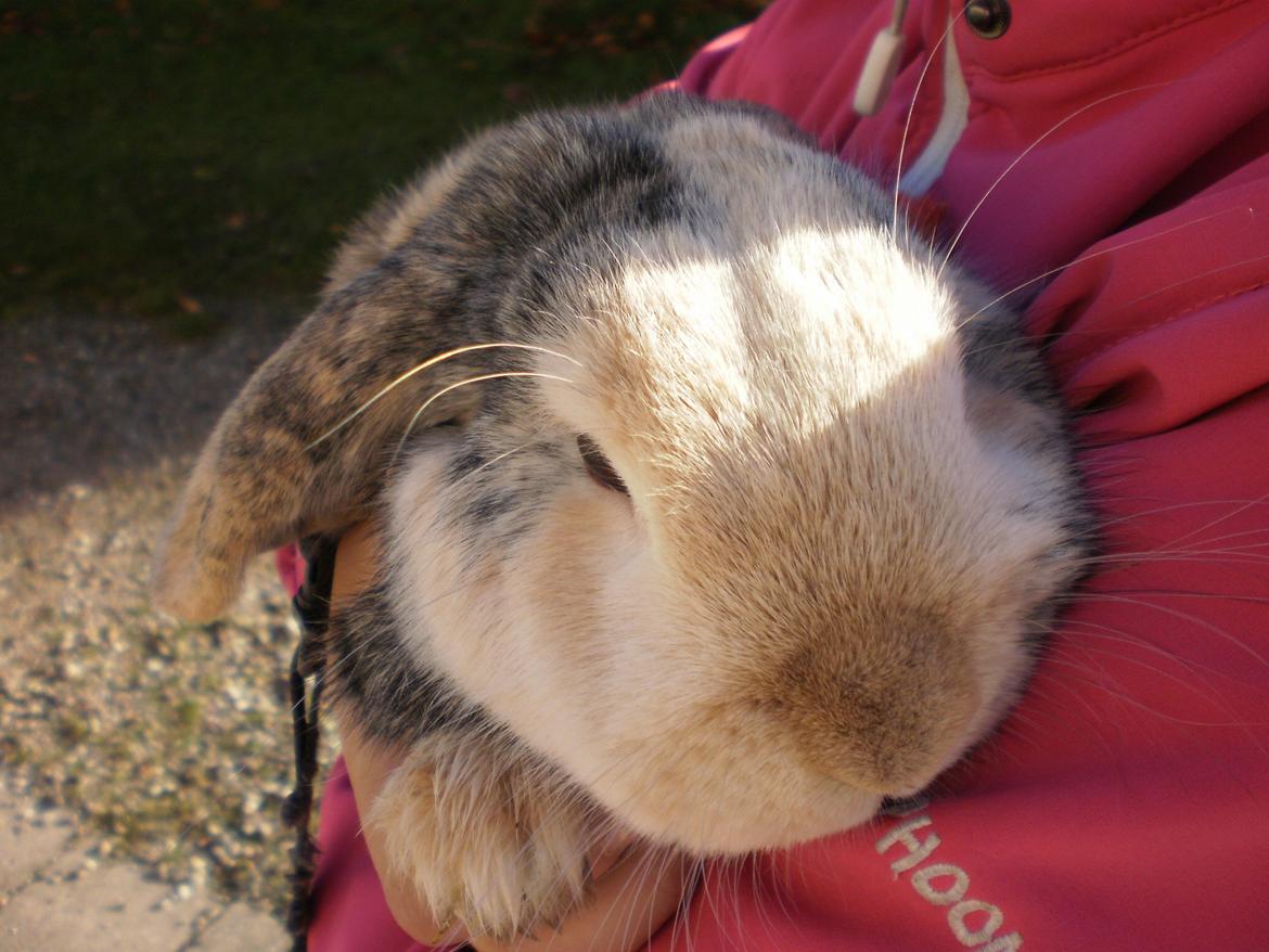 Kanin Tokyo *R.I.P* billede 6