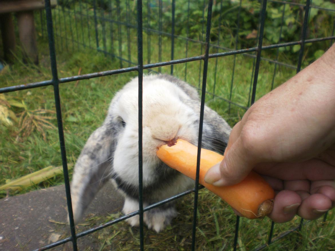 Kanin Tokyo *R.I.P* billede 8