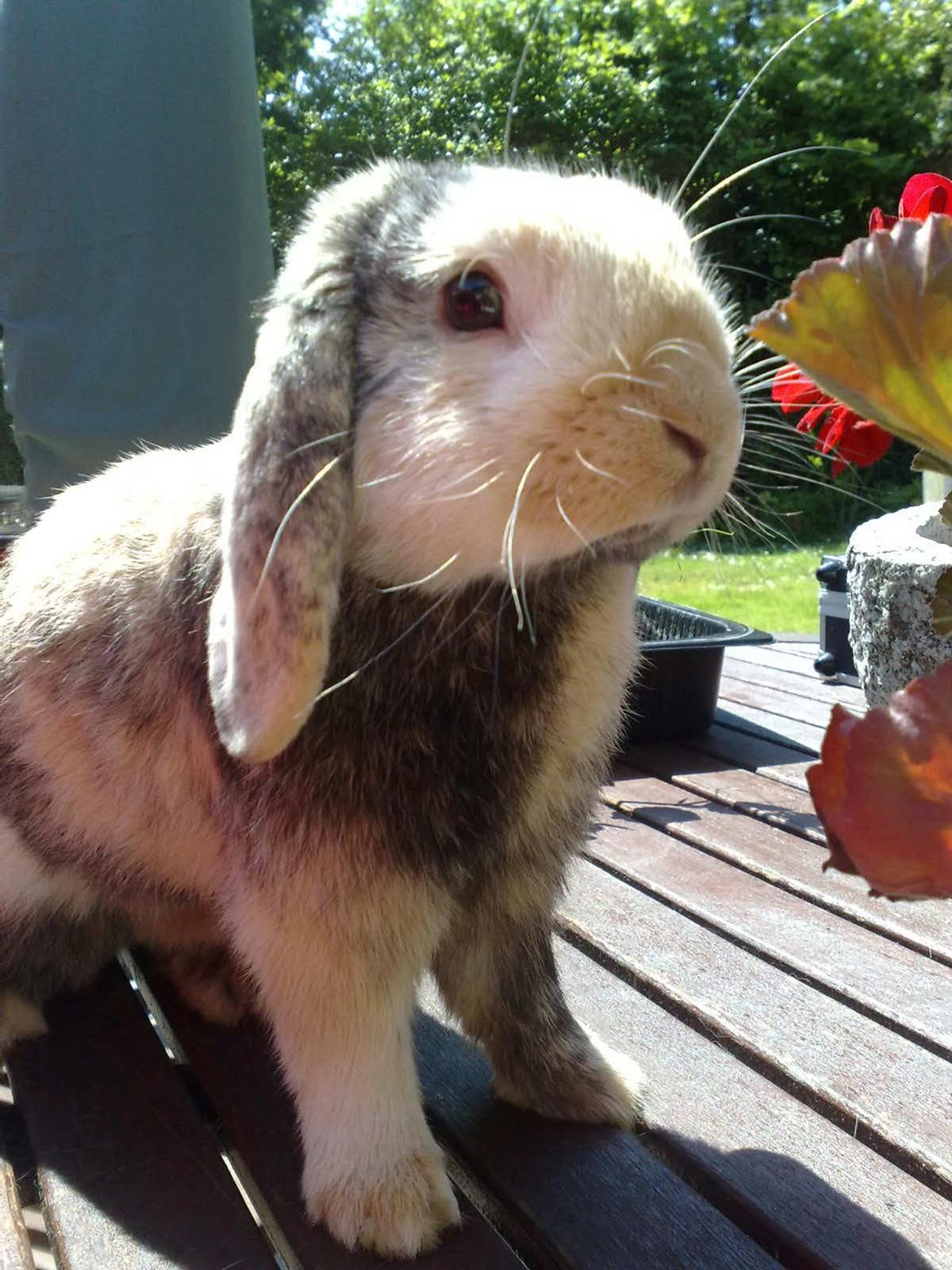 Kanin Tokyo *R.I.P* billede 12