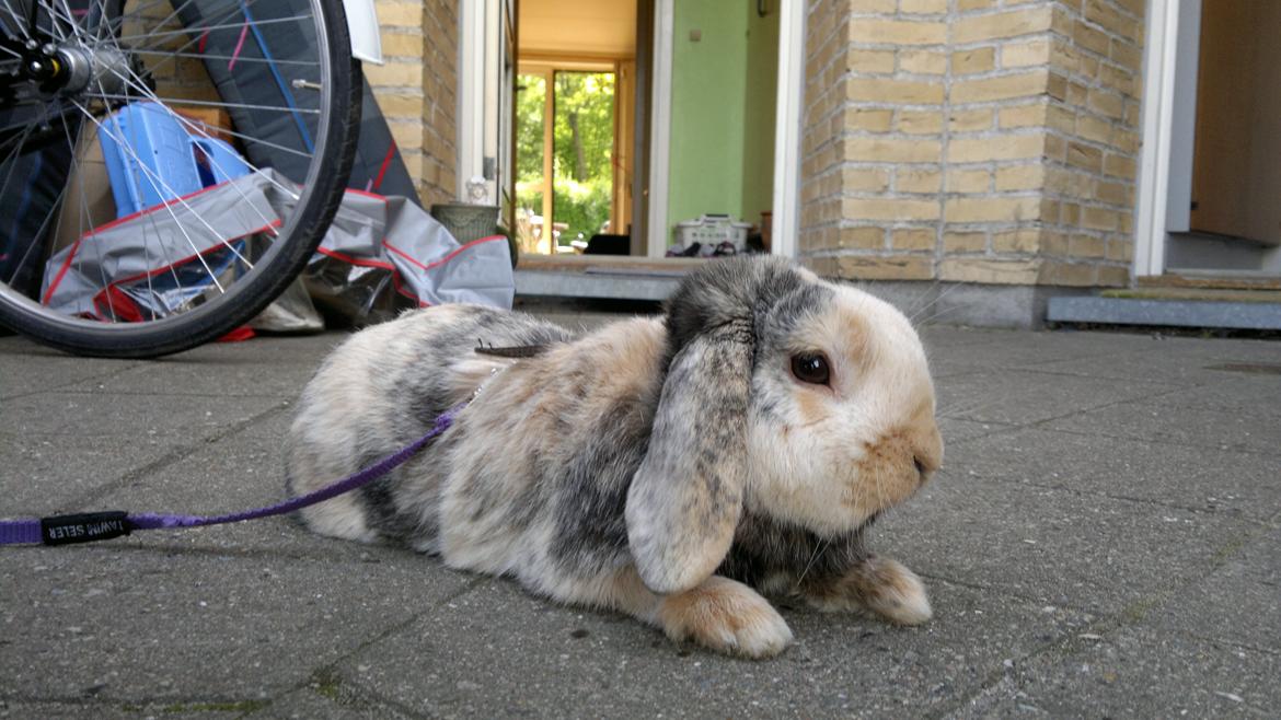 Kanin Tokyo *R.I.P* billede 17