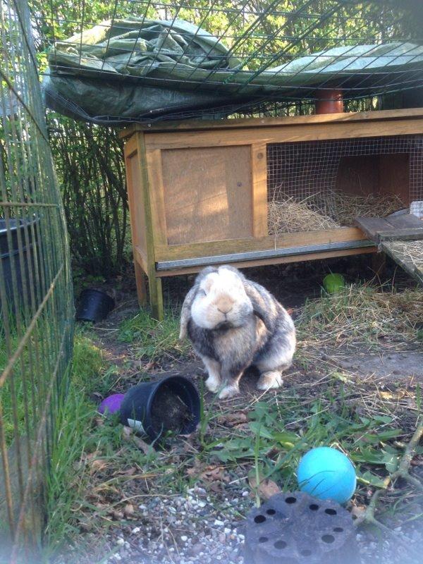 Kanin Tokyo *R.I.P* billede 24