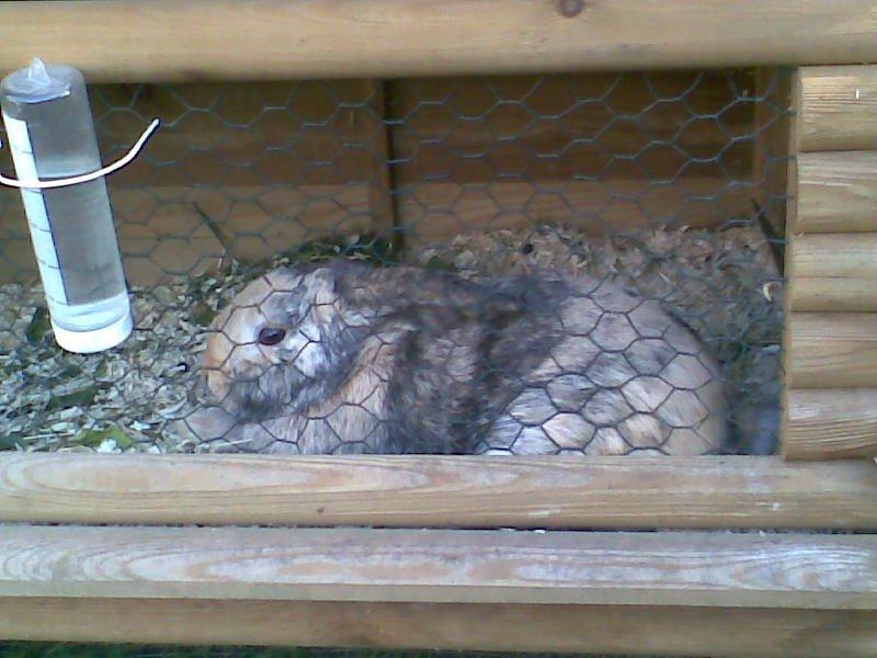 Kanin Tokyo *R.I.P* billede 28