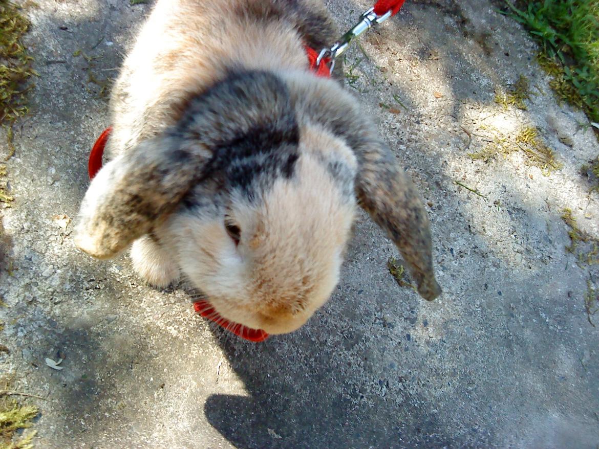 Kanin Tokyo *R.I.P* billede 31