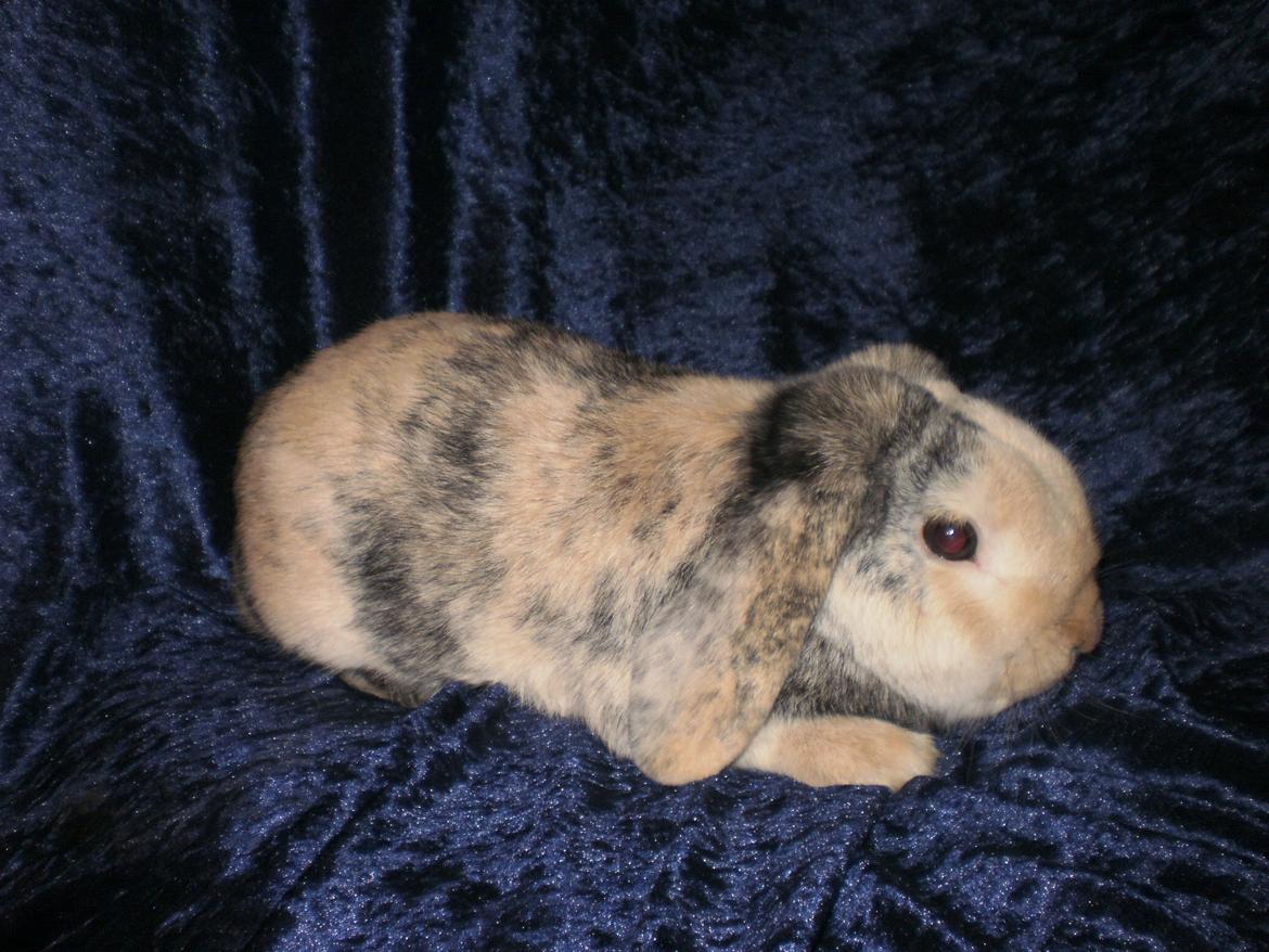 Kanin Tokyo *R.I.P* billede 32