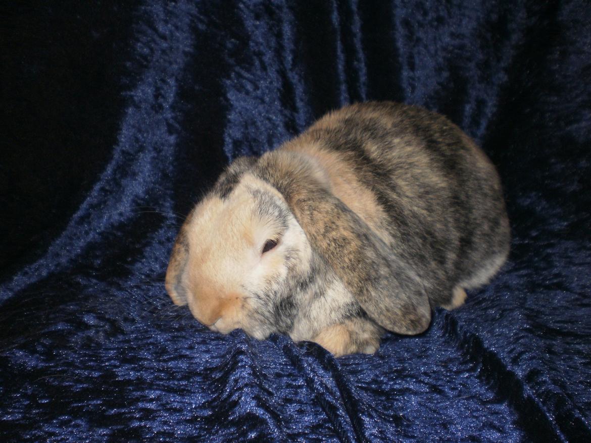 Kanin Tokyo *R.I.P* billede 34