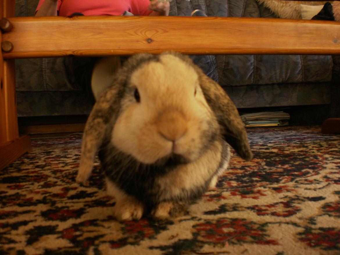 Kanin Tokyo *R.I.P* billede 41