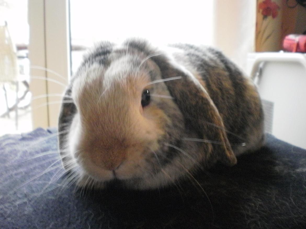 Kanin Tokyo *R.I.P* billede 46