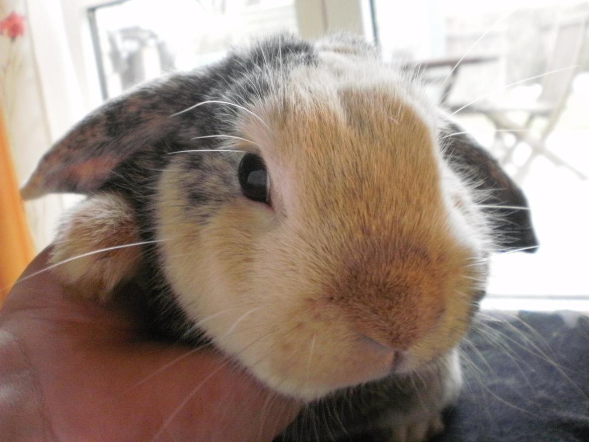 Kanin Tokyo *R.I.P* billede 45