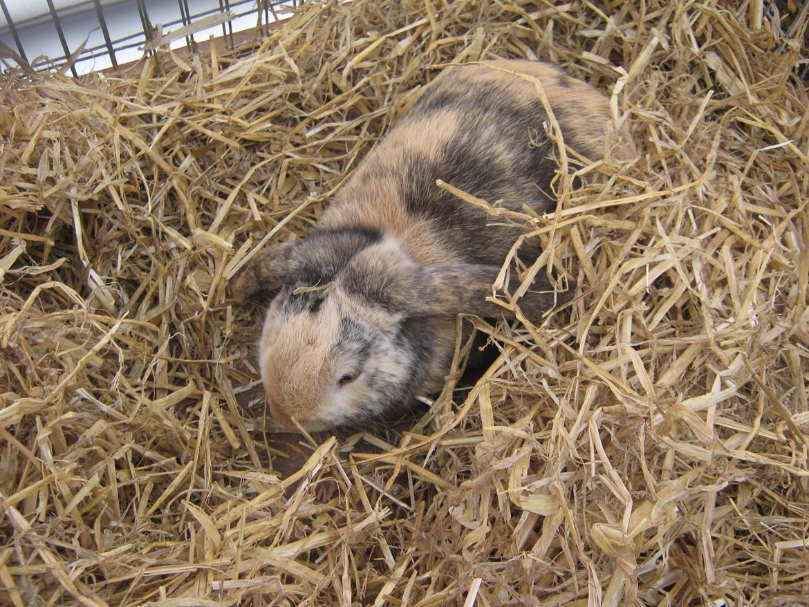 Kanin Tokyo *R.I.P* billede 47