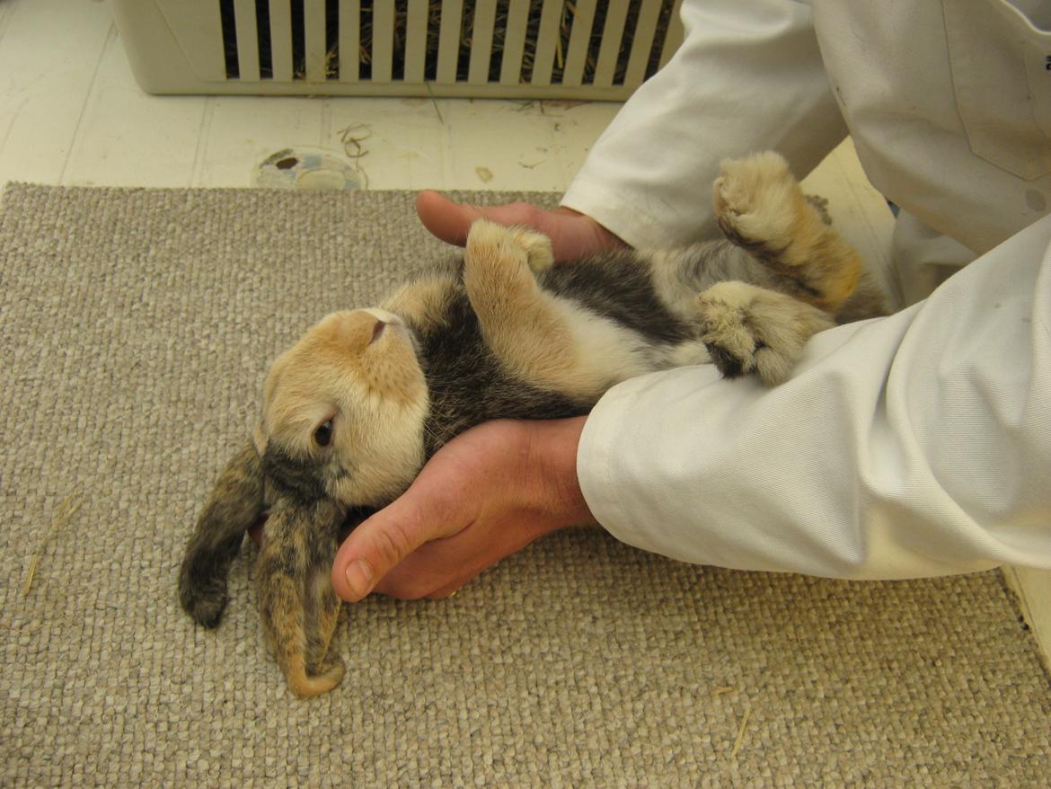 Kanin Tokyo *R.I.P* billede 49