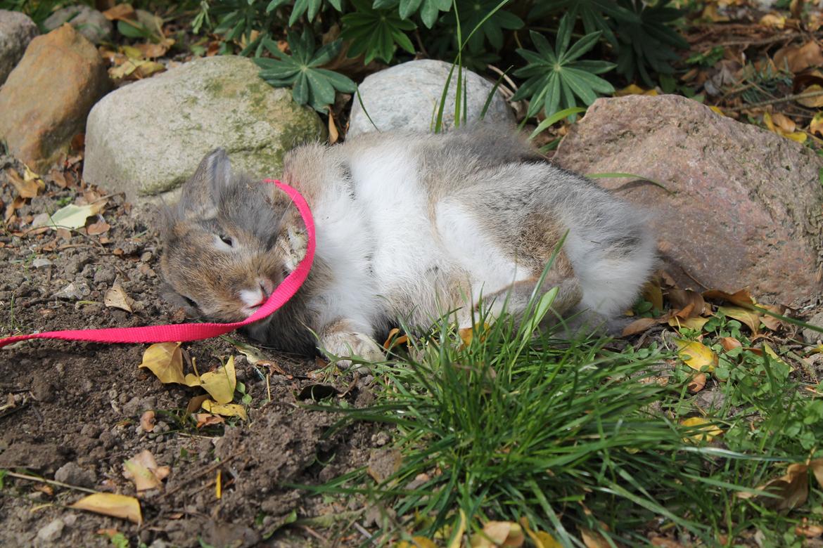 Kanin | Peter  billede 36