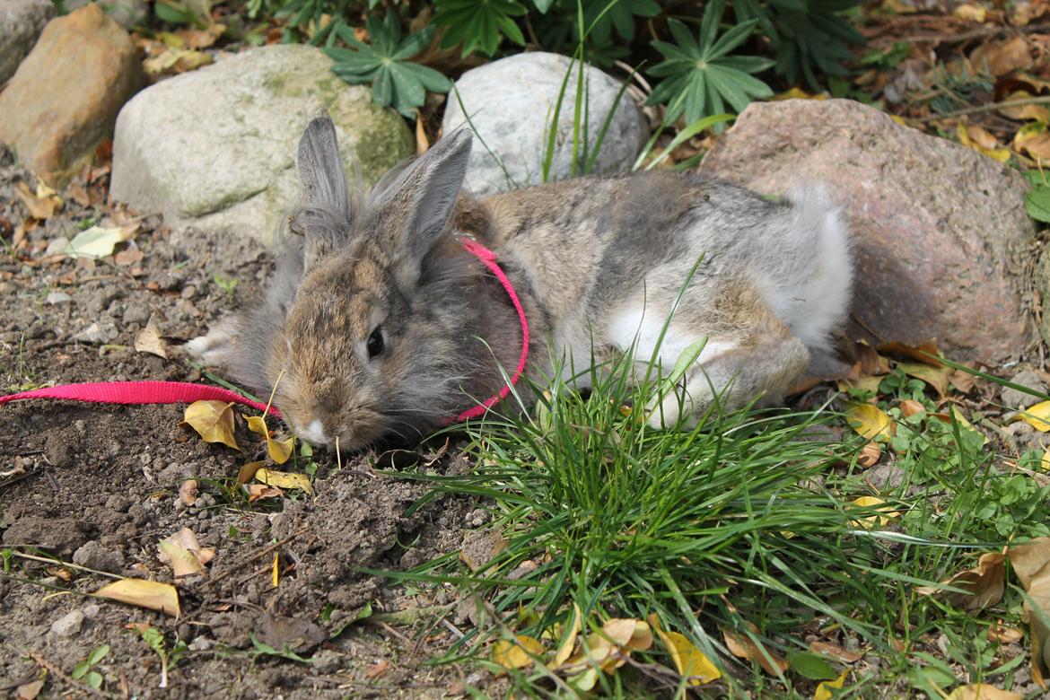 Kanin | Peter  billede 37