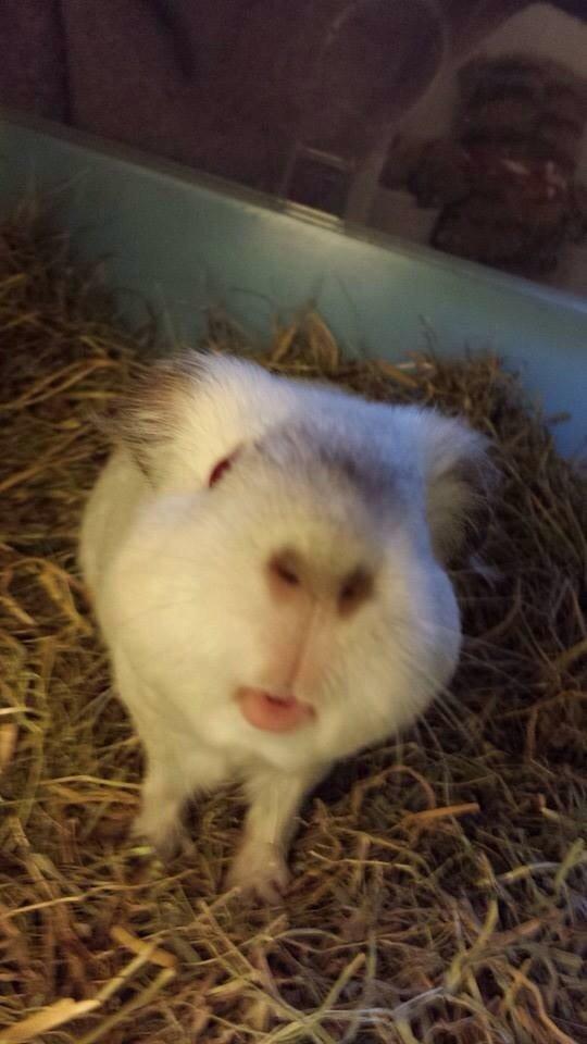 Marsvin Sif ~ lille fis billede 21