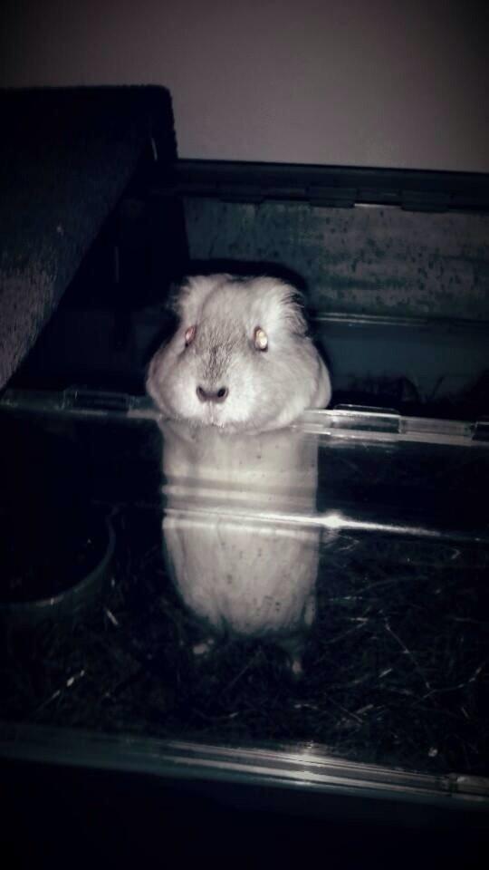 Marsvin Sif ~ lille fis billede 22