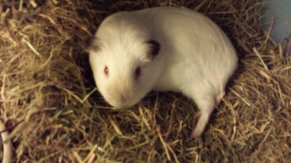 Marsvin Sif ~ lille fis billede 23