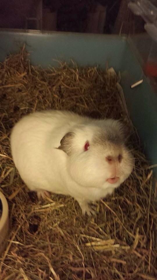 Marsvin Sif ~ lille fis billede 26