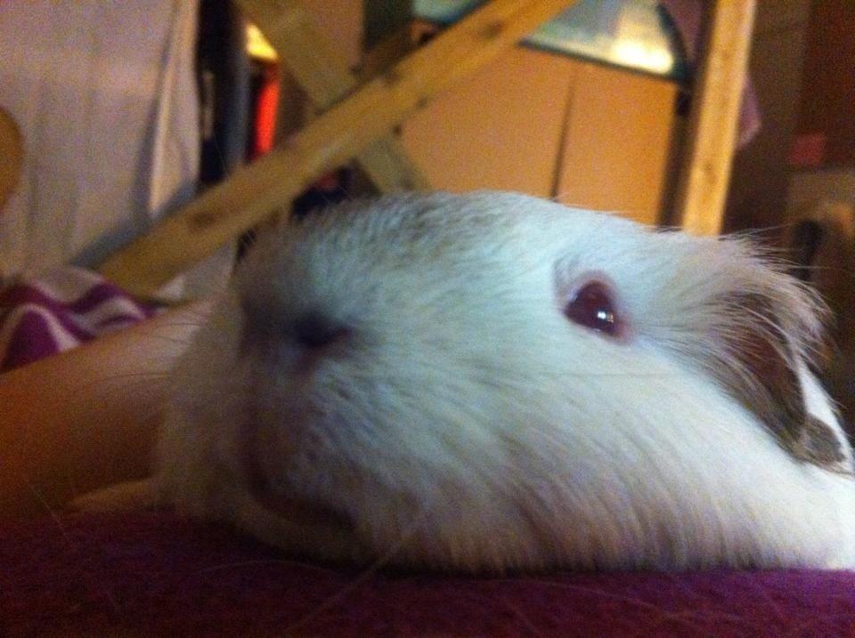 Marsvin Sif ~ lille fis billede 28