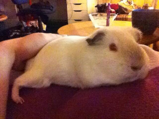 Marsvin Sif ~ lille fis billede 30