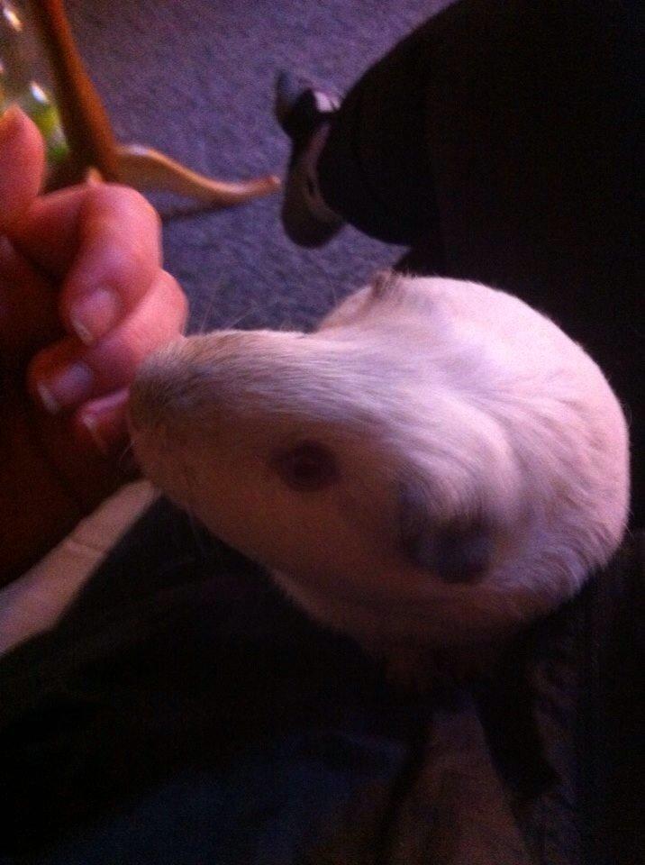 Marsvin Sif ~ lille fis billede 31