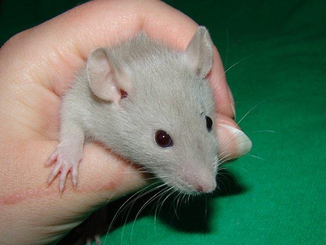 Tamrotte Baby billede 7
