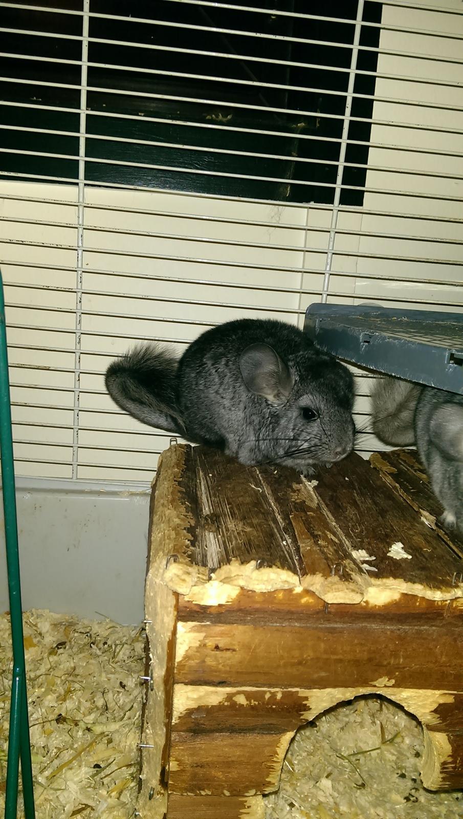 Chinchilla Jessica *R.I.P* billede 7