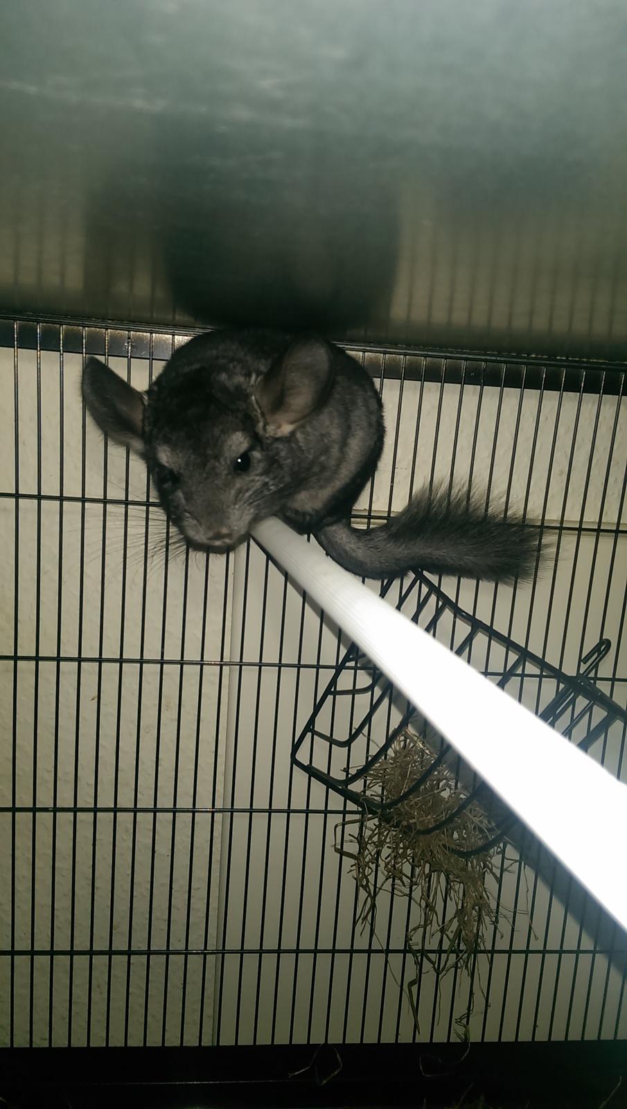 Chinchilla Jessica *R.I.P* billede 3