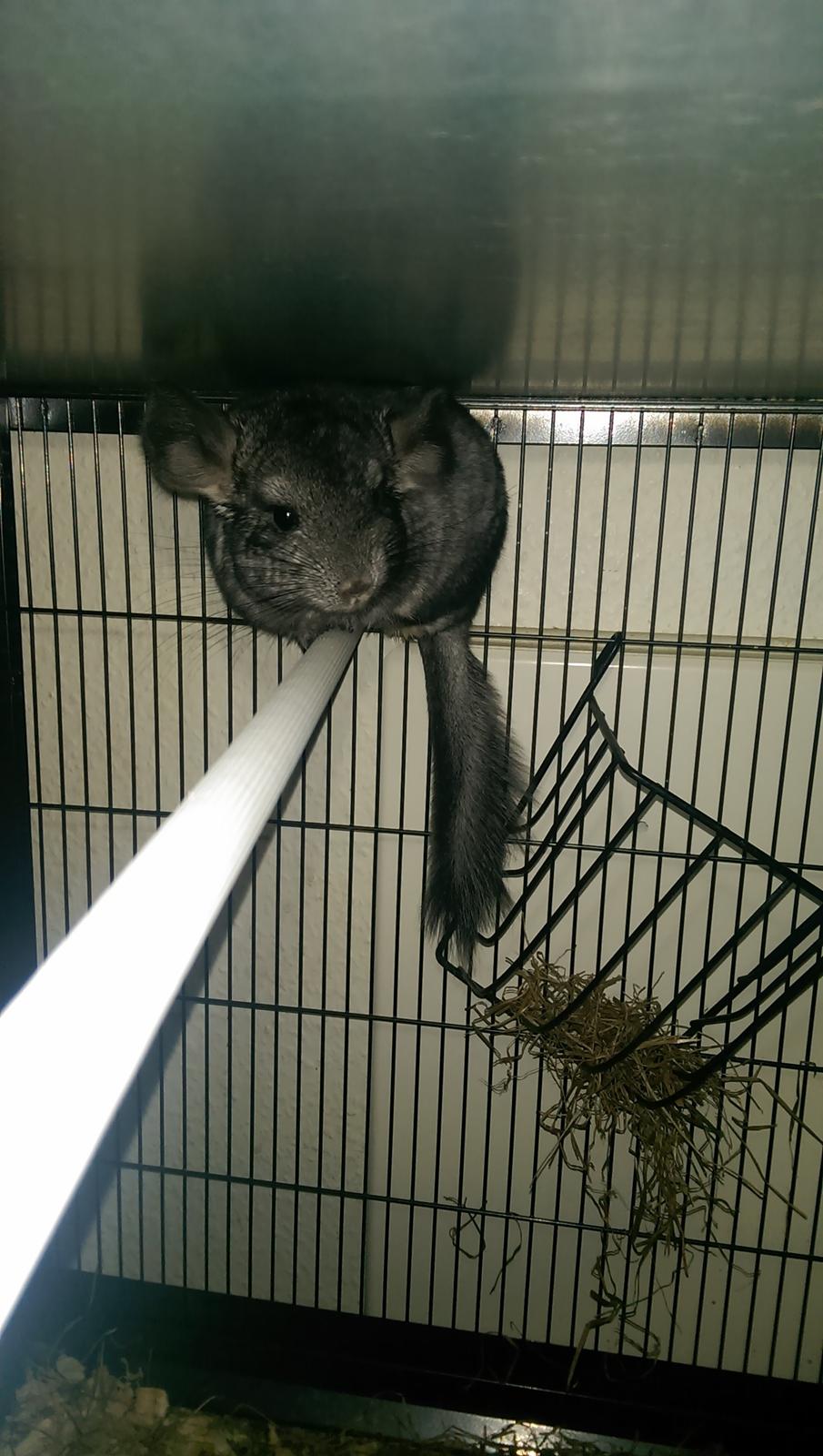 Chinchilla Jessica *R.I.P* billede 4