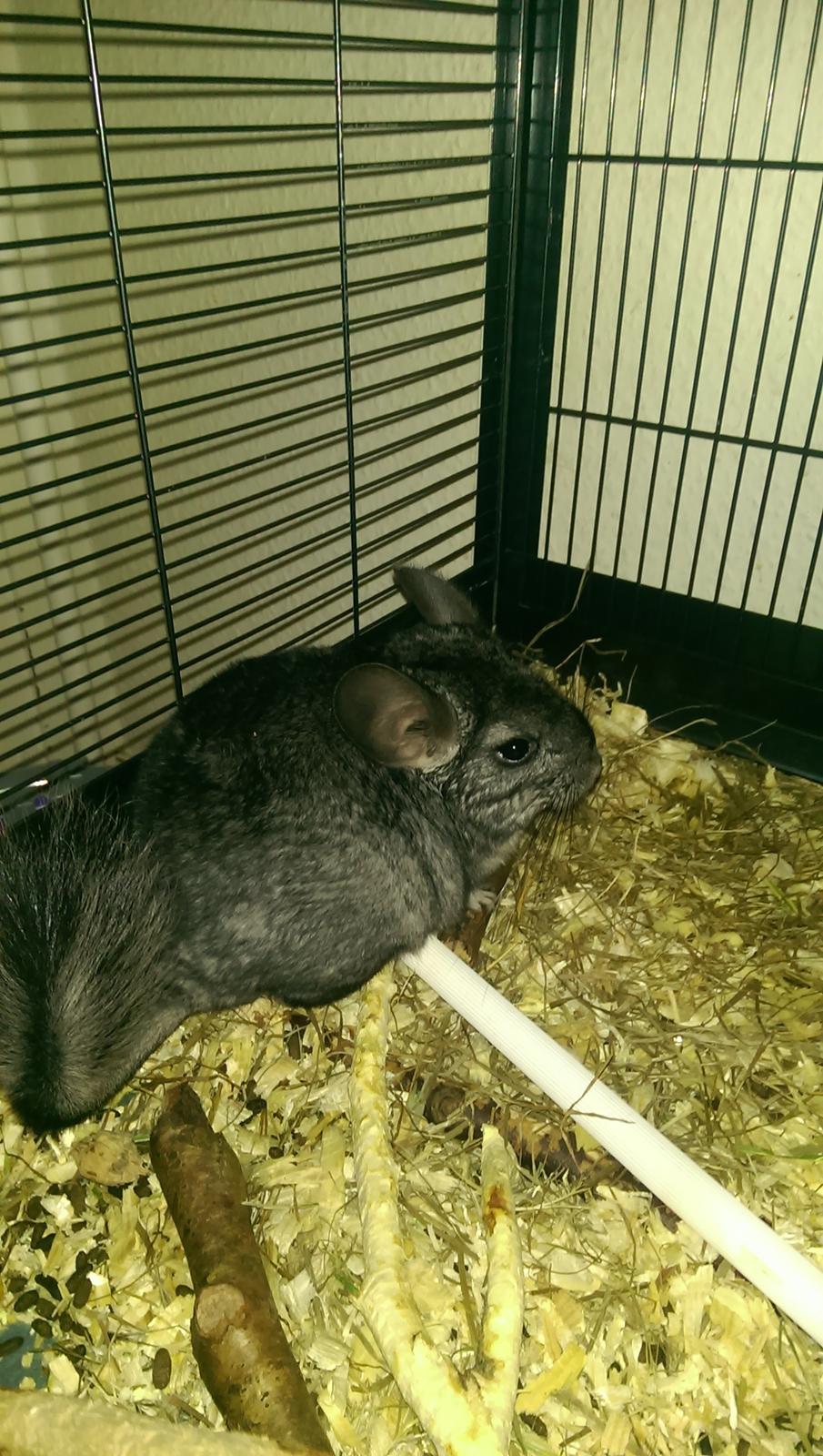 Chinchilla Jessica *R.I.P* billede 5