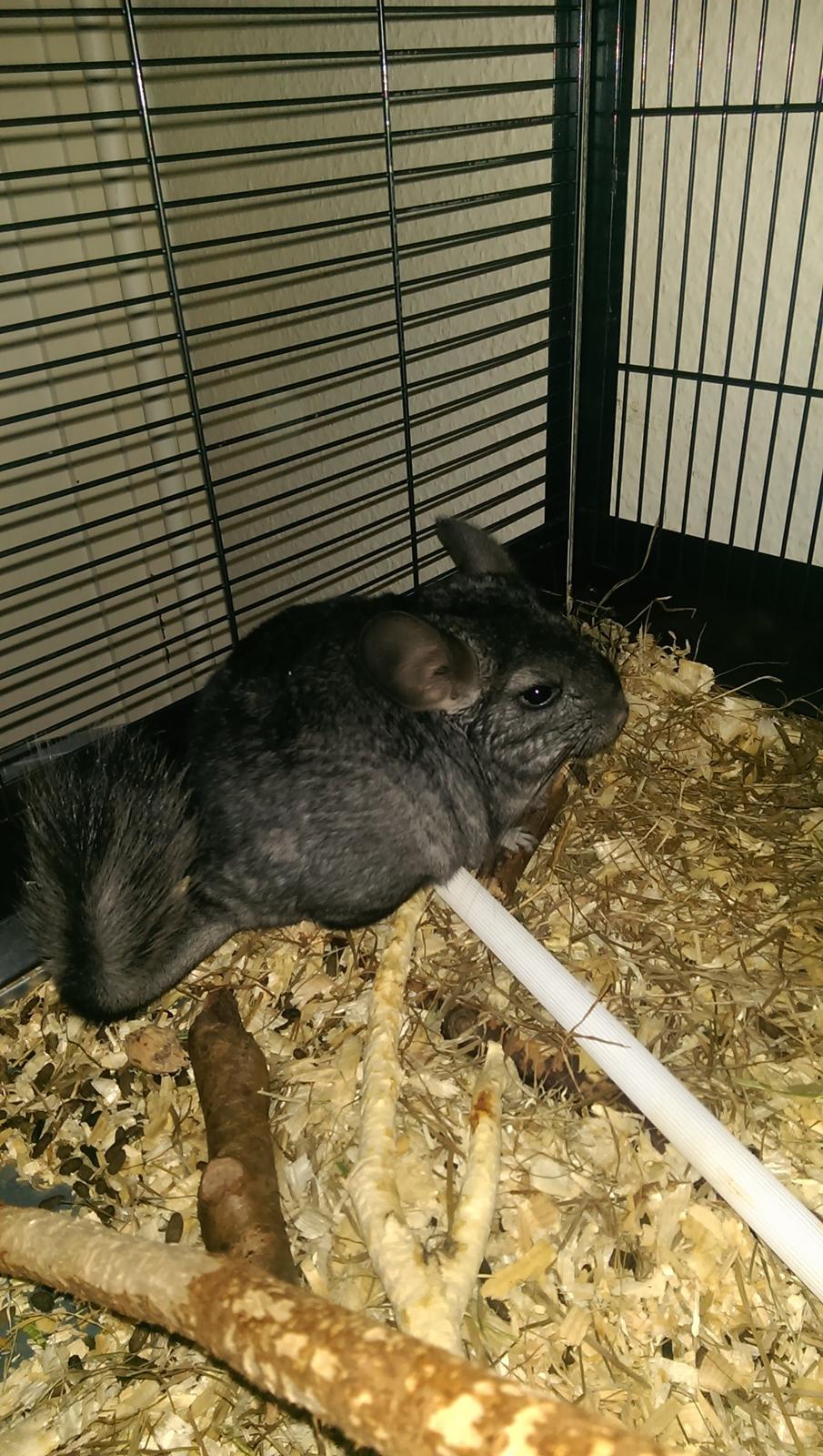 Chinchilla Jessica *R.I.P* billede 6