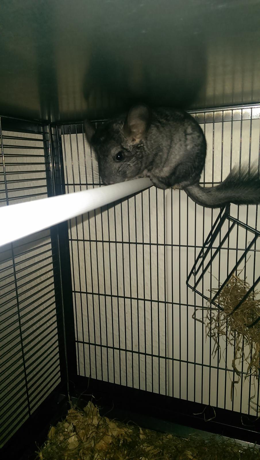 Chinchilla Jessica *R.I.P* billede 2