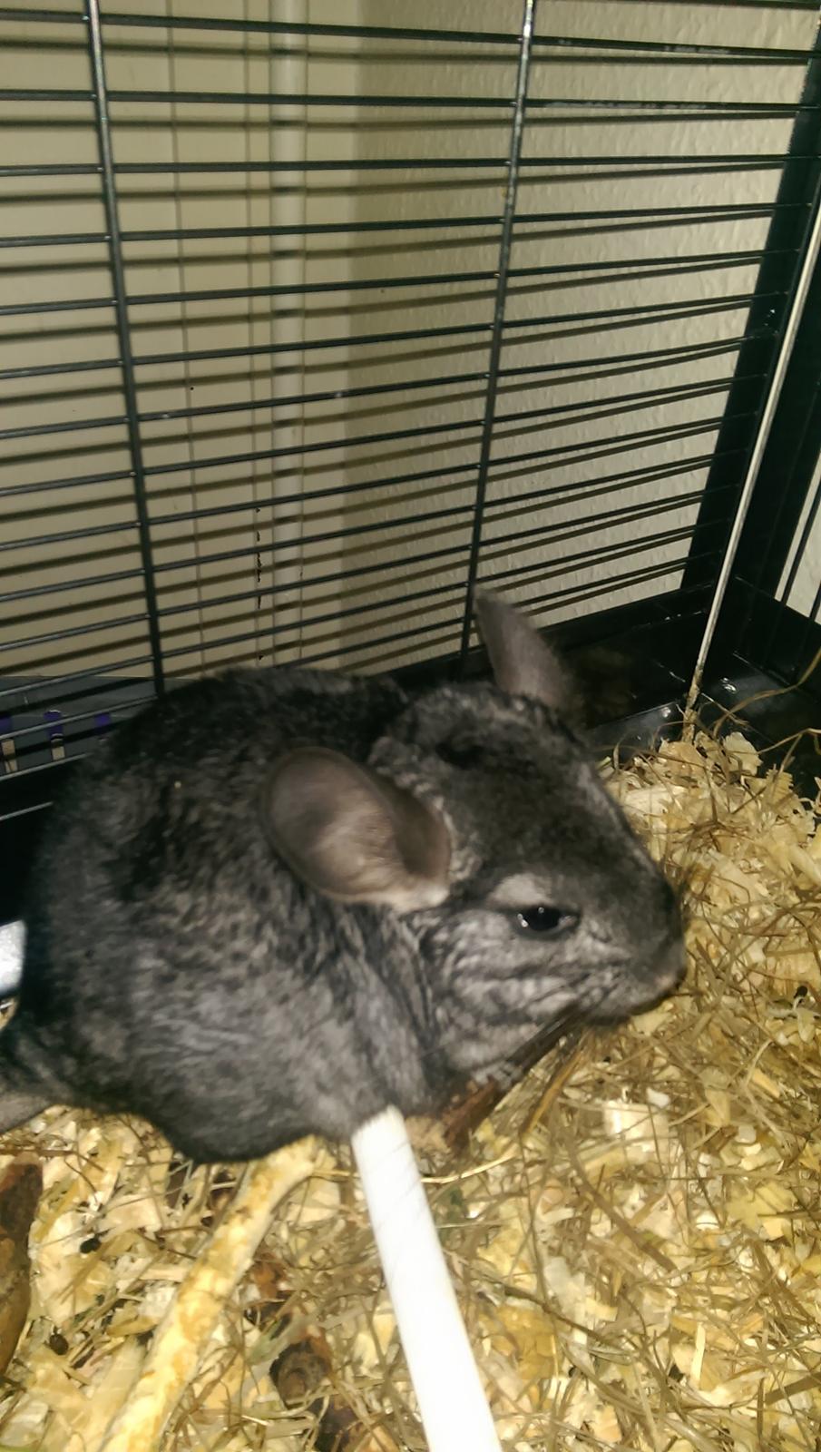 Chinchilla Jessica *R.I.P* billede 1