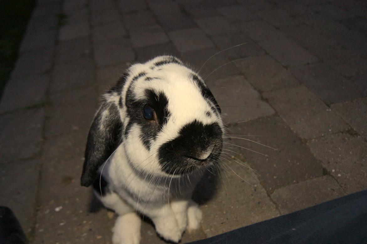 Kanin Hønsehuset's No Fear billede 8