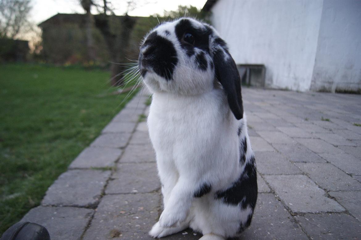 Kanin Hønsehuset's No Fear billede 9